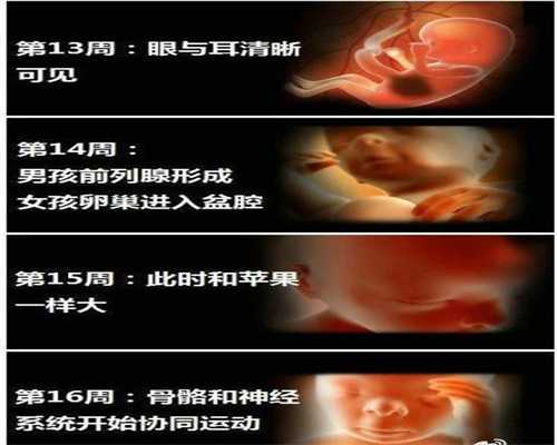 公立医院供卵流程_广州供卵福梦试管婴儿_二胎备孕计划的宝宝性别怎样选择？