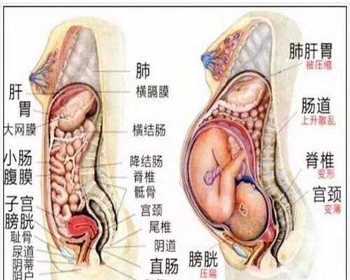 广州供卵 喜宝助孕中心_广州去哪里做供卵_宫外孕会不会自然流产