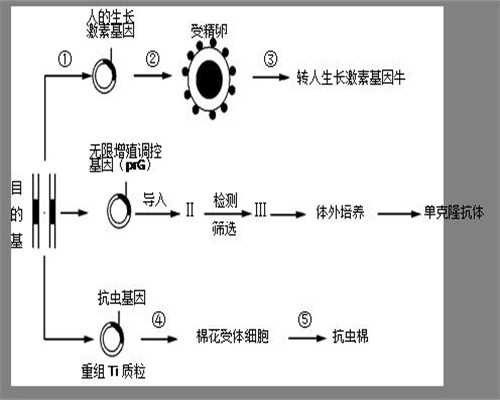 广州金贝供卵试管的价格_广州哪里有供卵试管婴儿_孕妇的血糖正常测得多少？