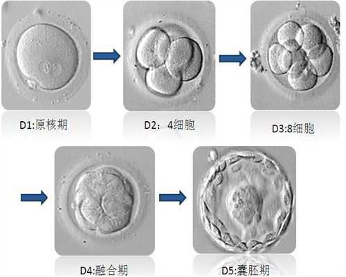 广州供卵试管后悔了_广州供卵第三代试管婴儿多少钱_第三代试管婴儿有哪些优
