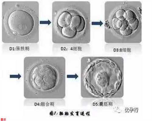 供卵移植成功率_广州协和可以做供卵试管_楚雄彝族自治州人民医院