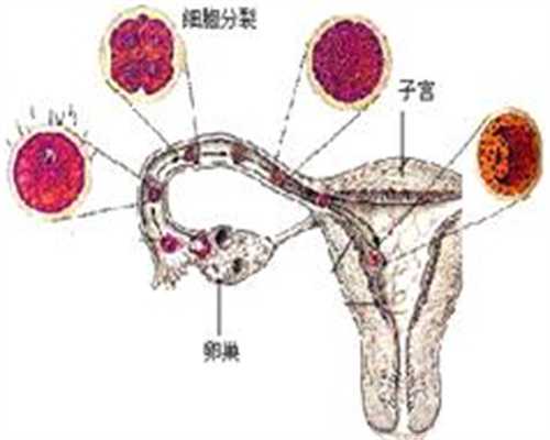 广州供卵试管合法吗_中国哪些医院可供卵子_死精子症可以试管吗