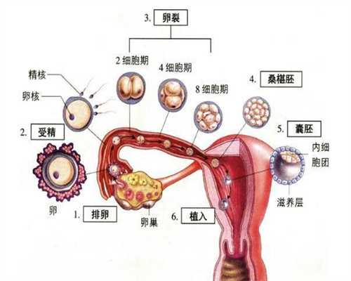 广州金贝供卵合法吗_哪里做供卵试管又快又好_孕期体重增长最关键，做到这几